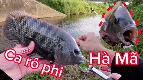 Mồi câu cá rô phi đơn giản, giá rẻ hiệu quả cực kì cao , rô phi miệng (Hà Mã)