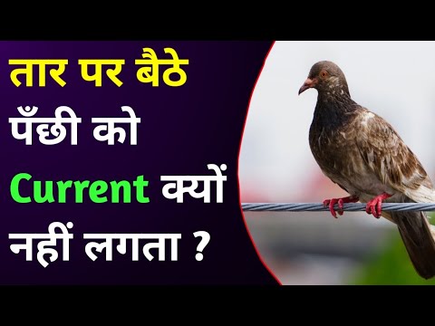 Why birds don't get electric shock | तार पर बैठे पक्षी को करंट क्यों नहीं लगता ।