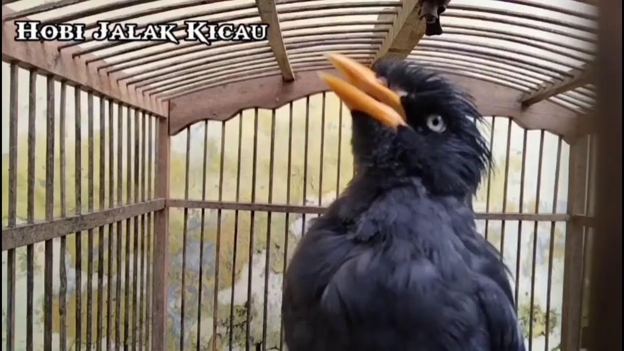 Burung Lain Akan Nyaut Denger Masteran Ini,Cocok Untuk Masteran Jalak Muda