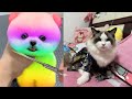 Tik Tok Chó Phốc Sóc Mini 😍 Funny and Cute Pomeranian278.1