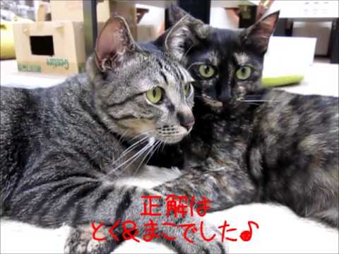 猫 Cat 猫カフェデート ラブラブ猫カップル Youtube