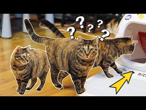 Βίντεο: Πώς να σταματήσει η γάτα από Pooping έξω από το κιβώτιο απορριμάτων