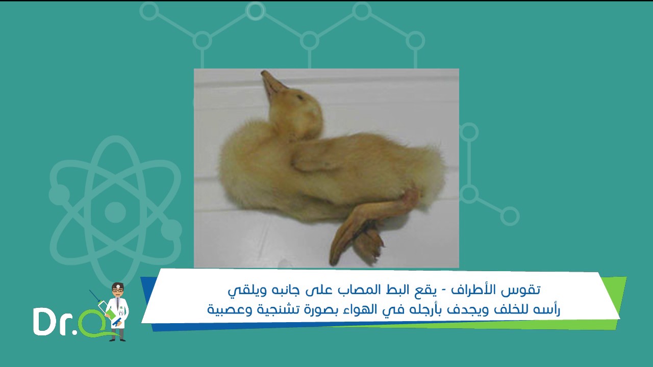 دكتور كيو عن مرض الالتهاب الكبدى الفيروسى فى البط