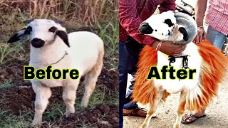 karnatak Sheep Transformation (2019-2021) SULTAN ❤️ Sheep Lover's Plz Like Share Subscribe ❤️