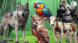 The Most Beautiful Animals Of Asia: Gorilla, Cow, Owl, Wolf, Parrot, Tiger, Goose, Fox