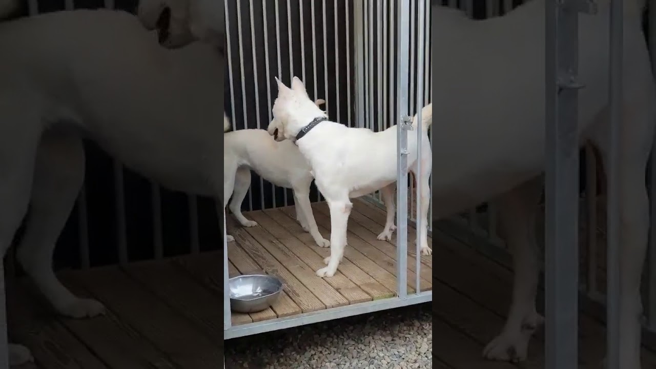 korean bbq near me Brody and friends