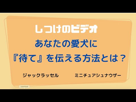 #犬のしつけ シリーズはじめました！　正しい『待て』を教える！