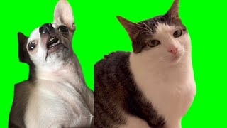 Funny Cats Memes