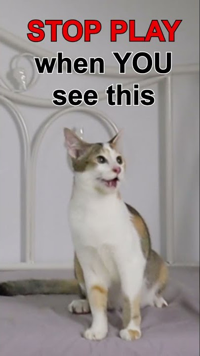 Stop play when you see this #kitten #cat #panting #dangerous #danger #shorts