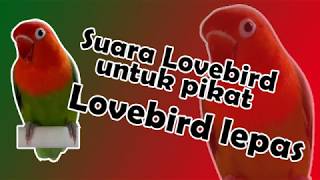 suara pikat lovebird lepas