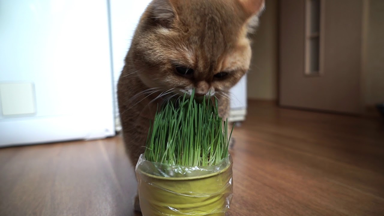 funny cats sleeping in weird positions compilation 2014 funnyplox Bon Appetit!