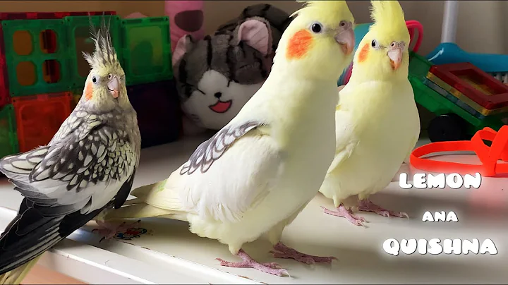 Cockatiels Lemon Ana Quishna Morning Routine