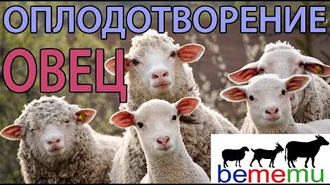 Правила оплодотворения овец. БеМеМу.