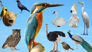 25 પક્ષીઓના નામ અને અવાજ || 25 Birds name and sound || Learn Bird Names in Gujarati and English