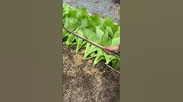 Smart technique for cutting green vegetables using scissors #shorts