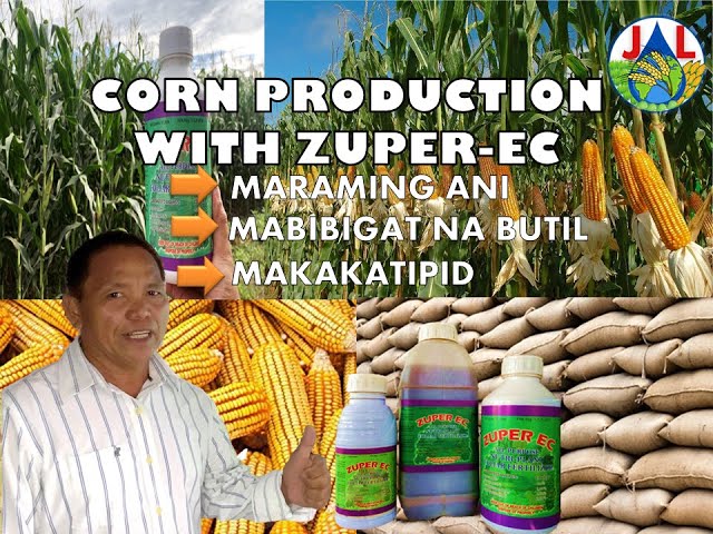 Corn/Mais Production (Zuper-EC) class=