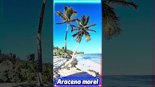 Lo que hace única a nuestra República Dominicana #aracena #prodigio #viral