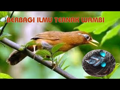 TERNAK WAMBI || Begini Cara Mudah Ternak Wambi 