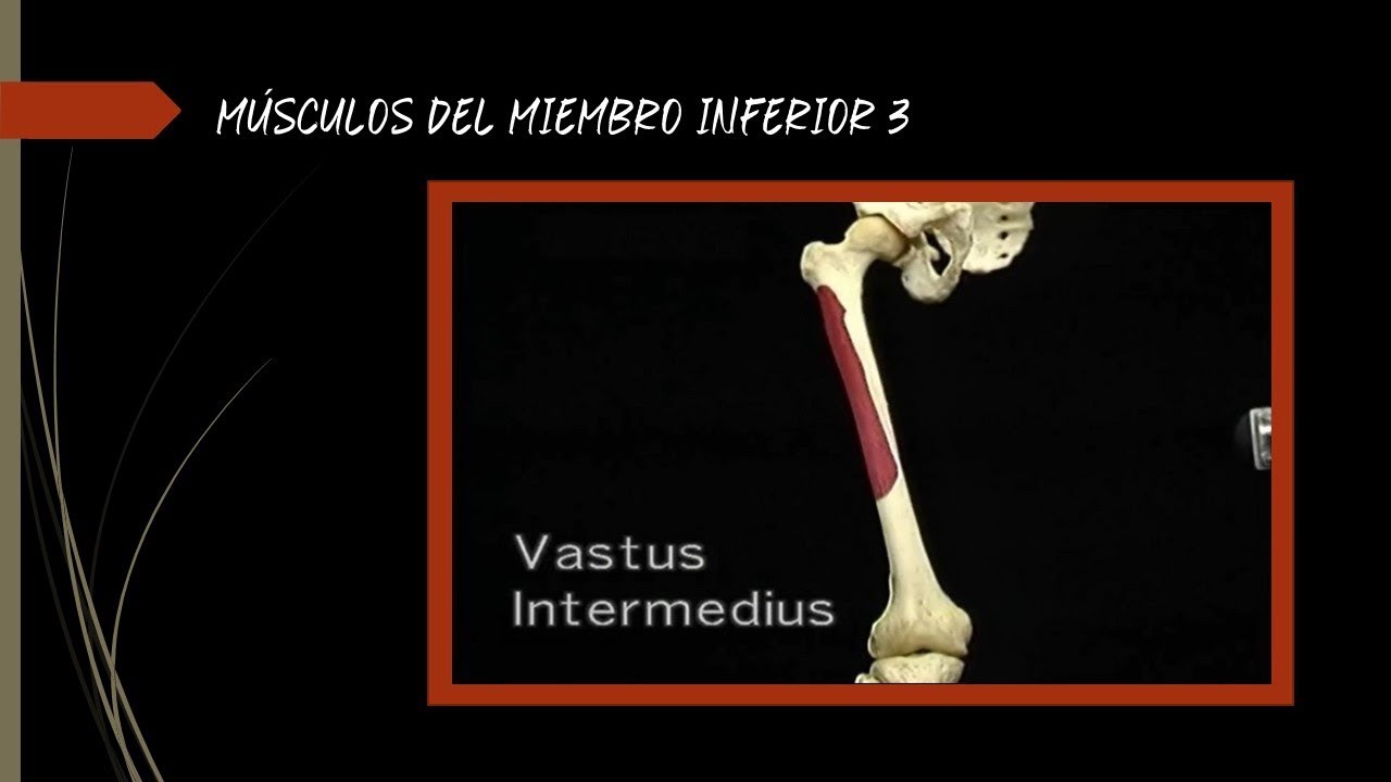 Músculos del Miembro Inferior 03 video to gif