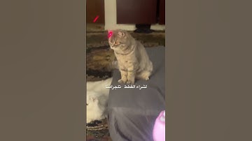 #قطط_تلعب #عبدالرحمن_مسعد #تلاوه #ماشاء_الله_تبارك_الله #عقد قران