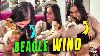 Adorable Beagle Breaking Wind as Owner Laughs