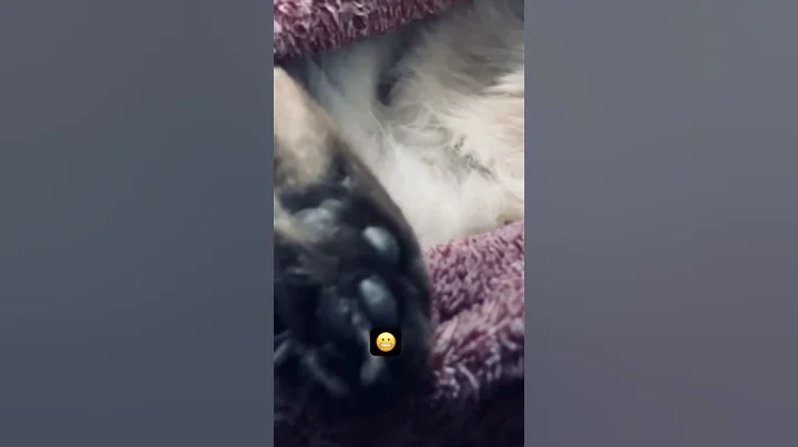 Watch the video about Respect the kitty’s chest😬 #lasvegas #cat #reel #viralvideos #love #cute #sorry #siamese #blue💓