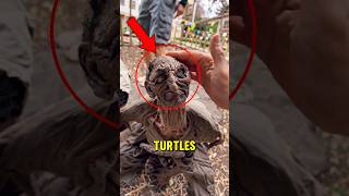 Top 5 Monster-Looking Turtles You Won’t Believe Exist 😱🐢 #animals  #nature  #top5