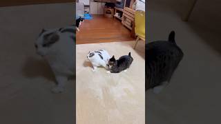 コレぞ尻尾を巻いて逃げる