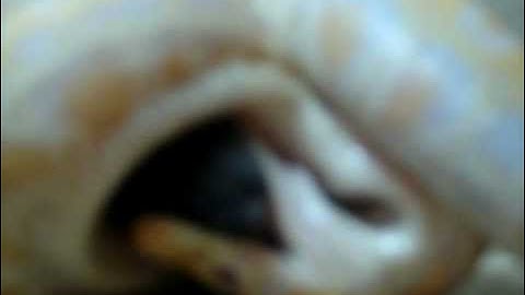 Gemma Eating a rat... Albino Burmese Python