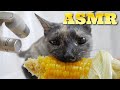 【ASMR】初めてのトウモロコシを唸りながら食べる猫の咀嚼音