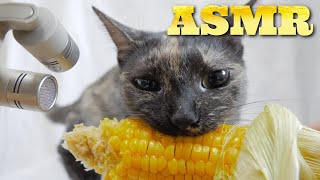 【ASMR】初めてのトウモロコシを唸りながら食べる猫の咀嚼音