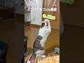 何だこれ⁉︎ねこがネコミミに気づく瞬間