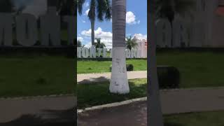 Nelore Brasília passando por Monte Alegre de Goiás Nordeste goiano. Na rota do boi.