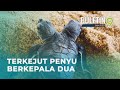 Anak Penyu Berkepala Dua