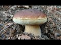 Boletus appennino tosco romagnolo, casentino, porcini 2021