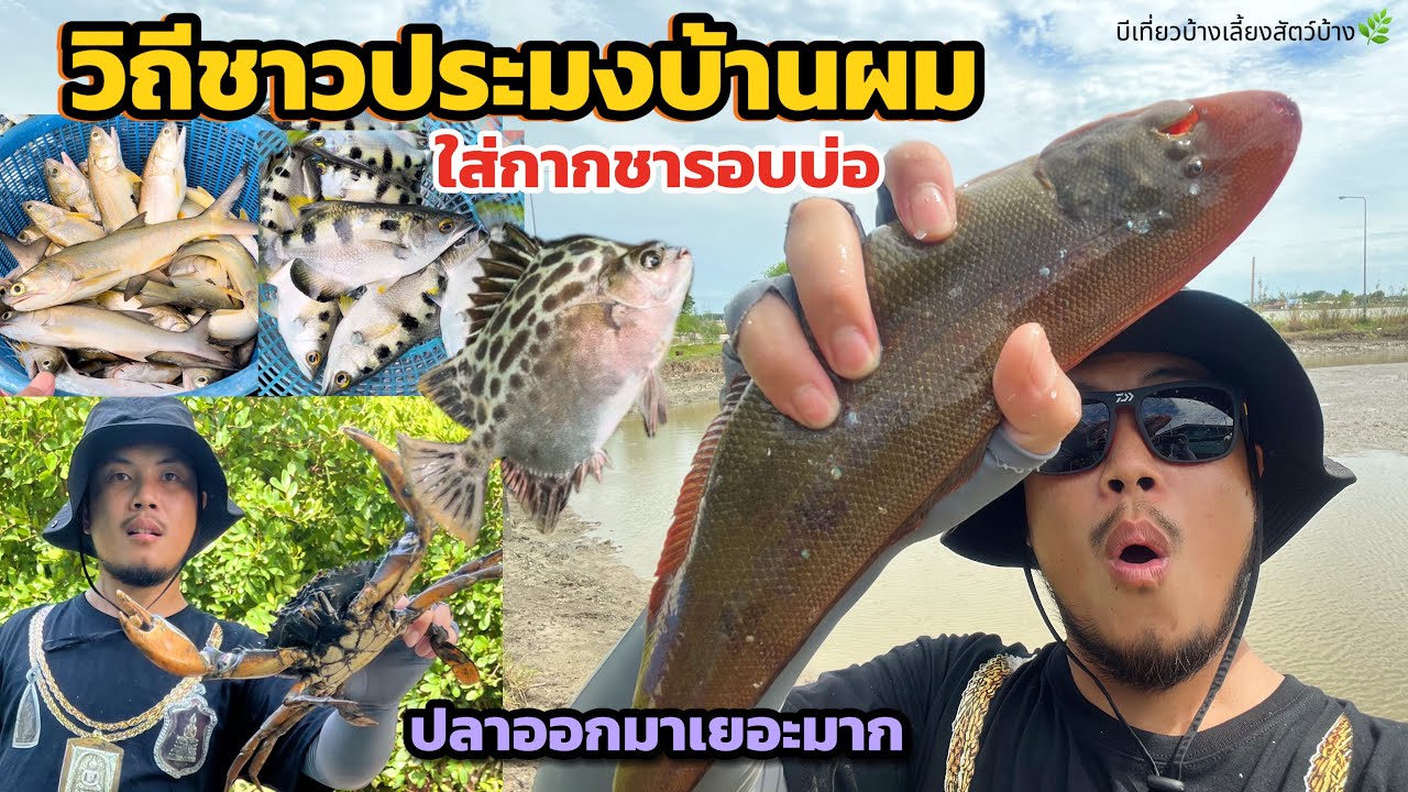 วิถีชาวประมงบ้านผม ล่าปลาในวังกุ้ง