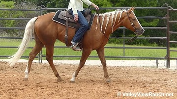 Genuine Cowboy Bars - easy walk, adorable jog, lope-offs, big stops! - ValleyViewRanch.net