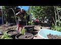 Cannabis Cultivation