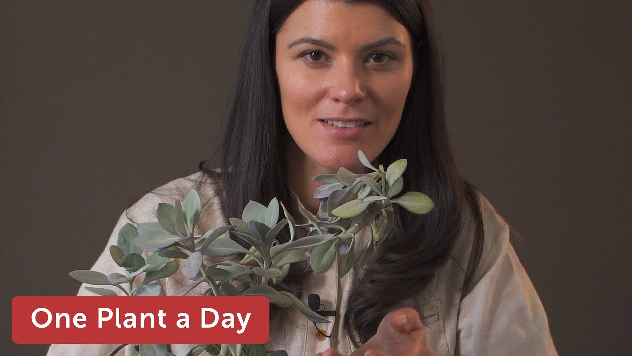 Kleinia fulgens (Scarlet Kleinia) Houseplant Care — 62 of 365