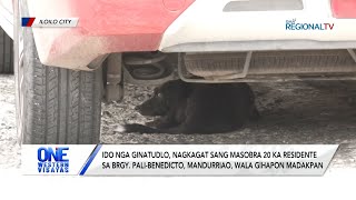 One Western Visayas: Ido nga ginatudlo nagkagat sang masobra 20 ka residente, wala gihapon madakpan