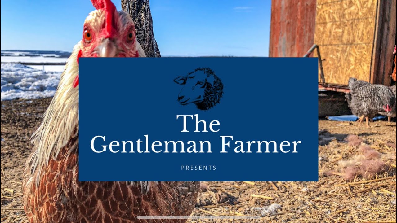 Our Pets Heads Are Falling Off YouTube our-pets-heads-are-falling-off-youtube