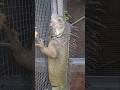 Iguana Jantan Agresif
