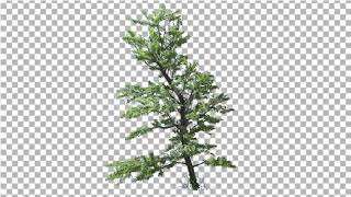 Plitvice Maple Tree Cut of Chroma Key Tree on | Motion Graphics - Envato elements