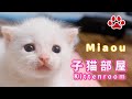 2024.5.2 pm 20:00 子猫がミルクを飲む時間　Milk Time  【Miaou Kitten  room】