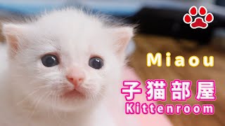 2024.5.2 pm 20:00 子猫がミルクを飲む時間　Milk Time  【Miaou Kitten  room】