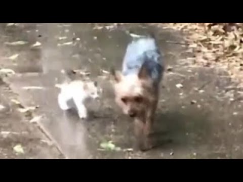 Video: Perro Salva La Vida De Dos Gatitos Abandonados
