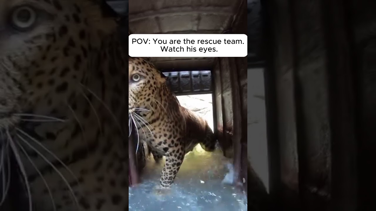 POV You're inches away from a leopard