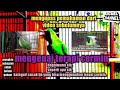 Mengupas Pemahaman Mengenai Terapi Cermin Untuk Cucak Ijo Mp3 - Mp4 Download