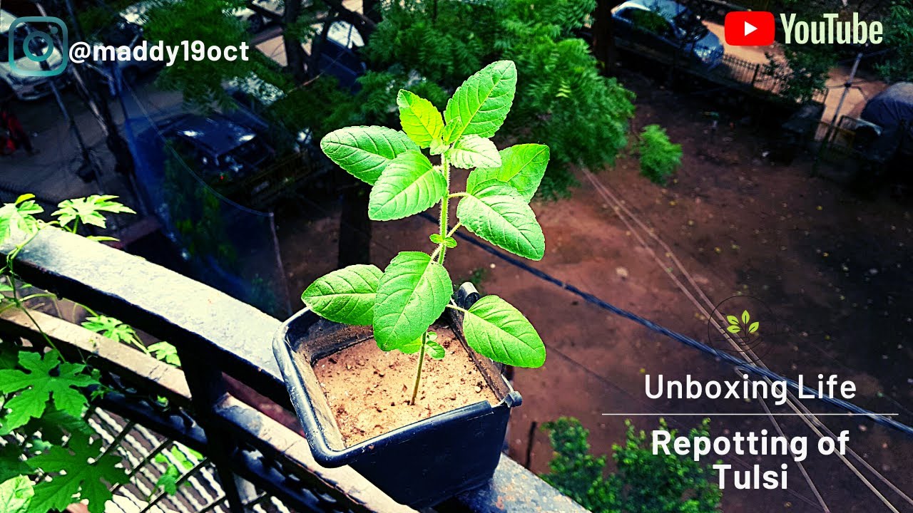 How to repot Tulsi from cutting ( तुलसी की कटिंग कैसे लगायें in rainy