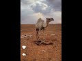 ولدت الناقة طراد الخالدي
